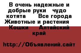 В очень надежные и добрые руки - чудо - котята!!! - Все города Животные и растения » Кошки   . Алтайский край